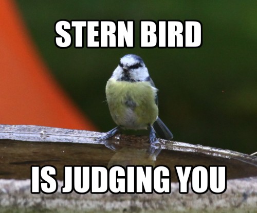 Stern Bird is judging you