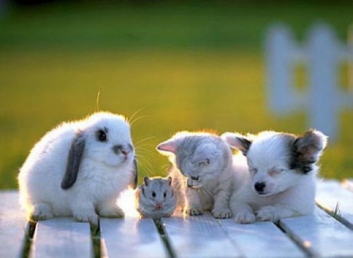 rabbit-mouse-kitten-puppy